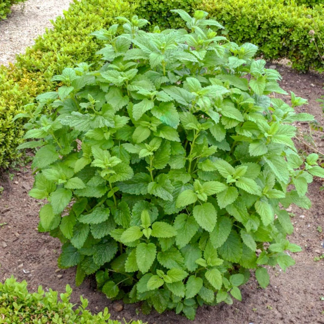 Lemon balm – 50+ Seeds - Image 2
