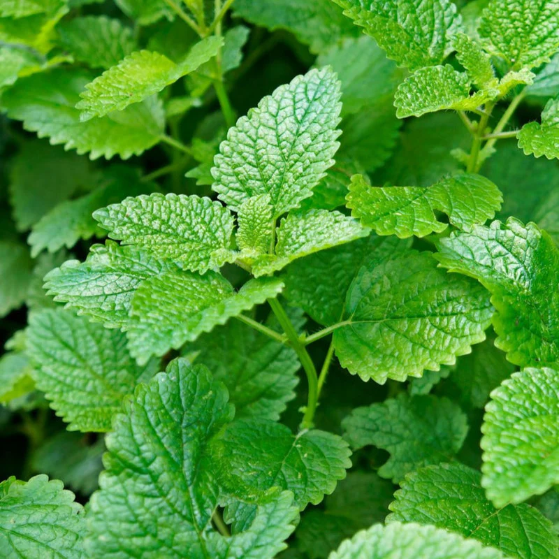 Lemon Balm – Royal Seeds - Image 2