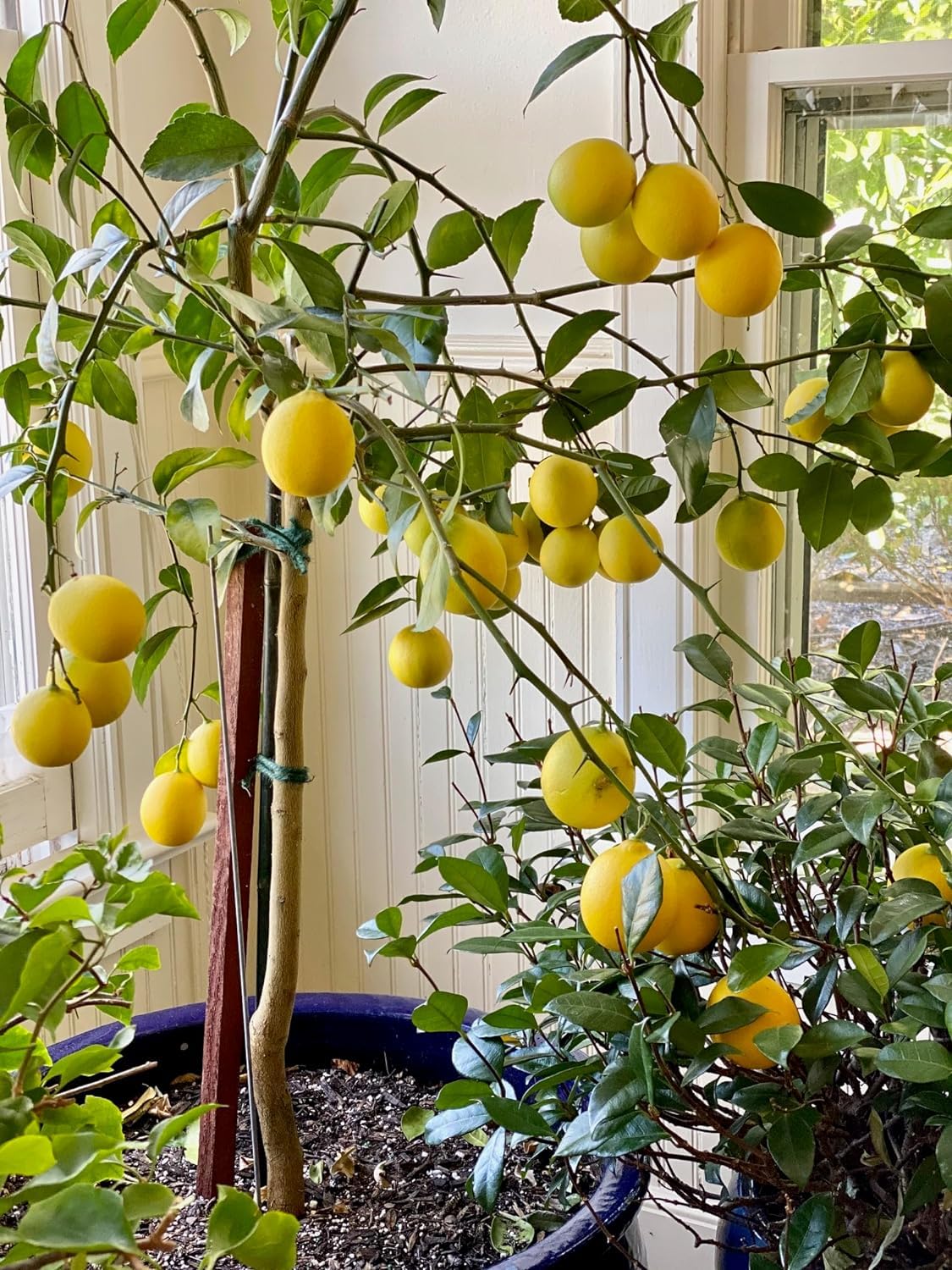 Lemon Fertilizer - Image 2