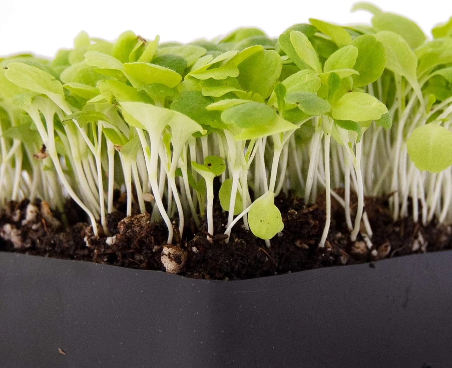 Lettuce: Microgreens Seeds - Image 3