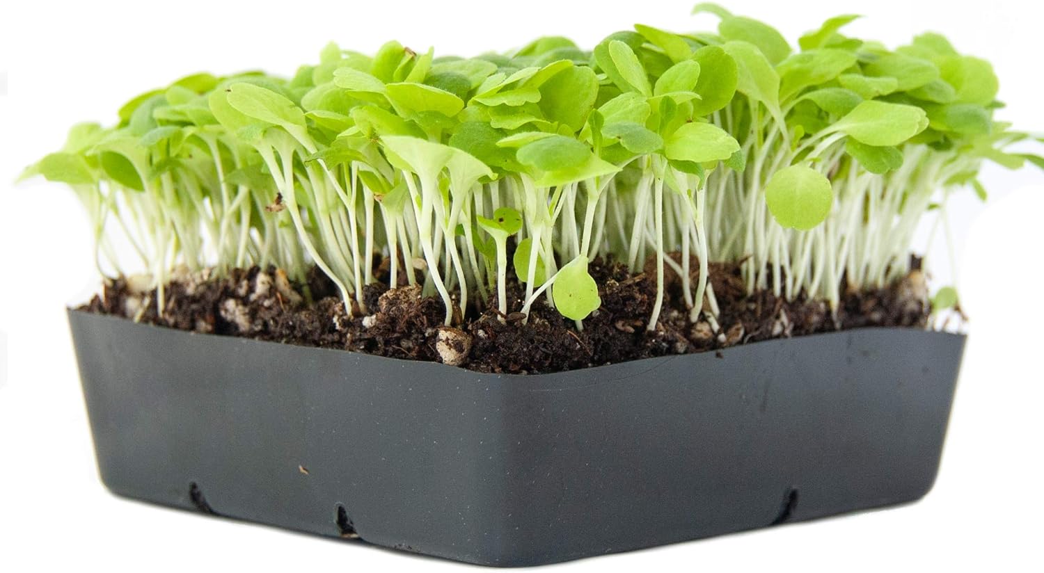 Lettuce: Microgreens Seeds - Image 4