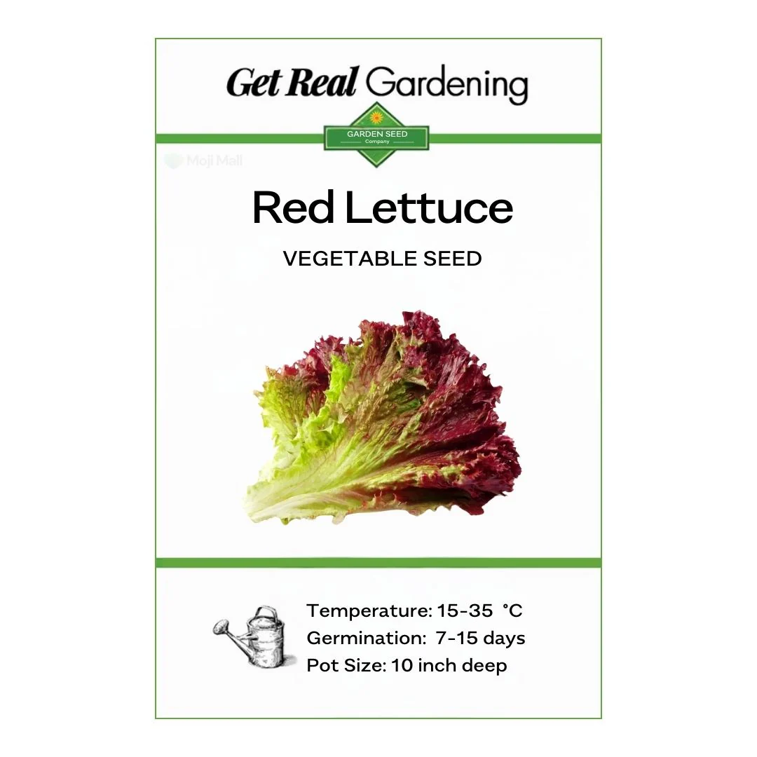 Lettuce Red – 100+ Seeds - Image 2