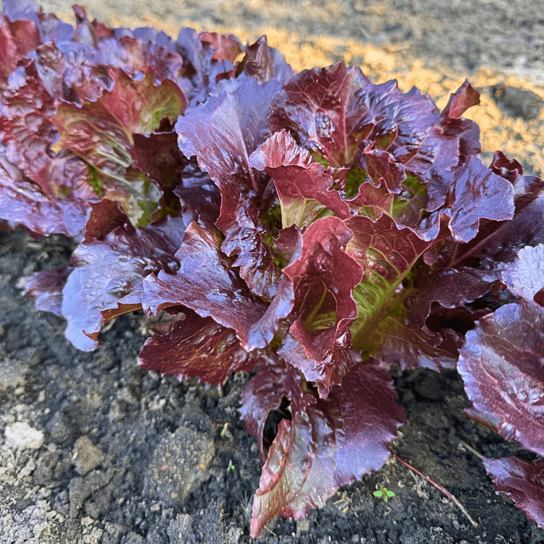 Lettuce Red – 100+ Seeds - Image 3