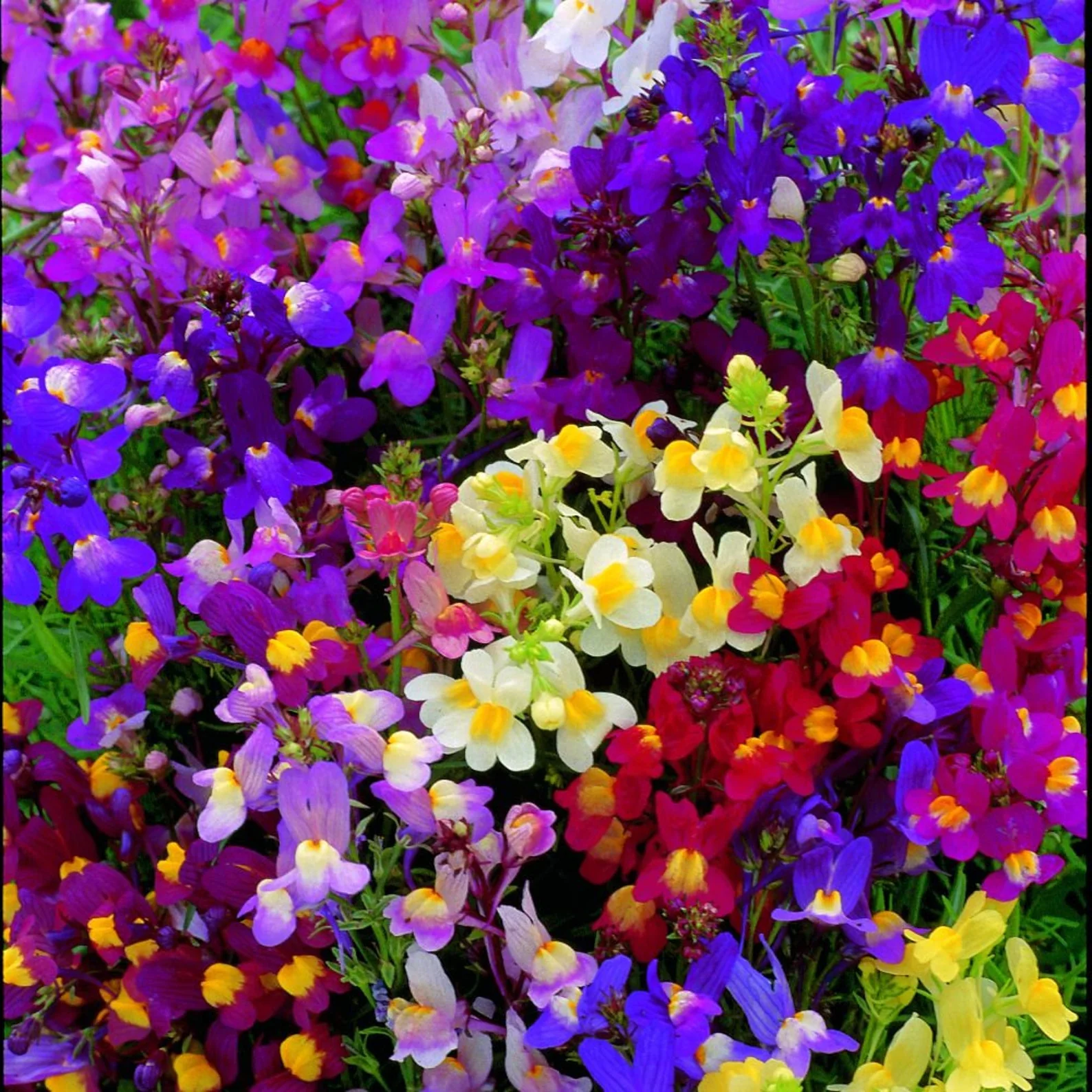 Linaria Northern Light Mix – 150+ Seeds (WINTER)