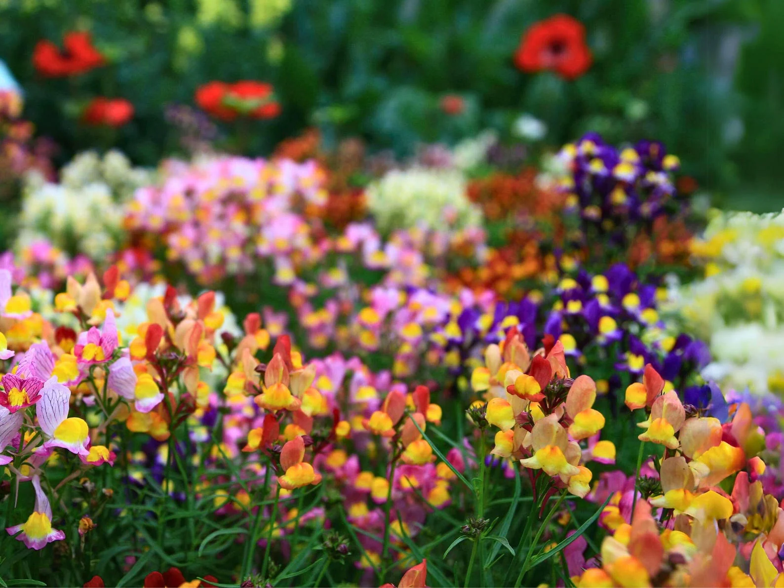 Linaria Northern Light Mix – 150+ Seeds (WINTER) - Image 2