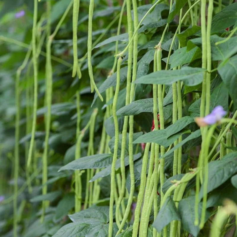Chinese Noodle (Long Beans) – F1 Hybrid 20+ Seeds - Image 2