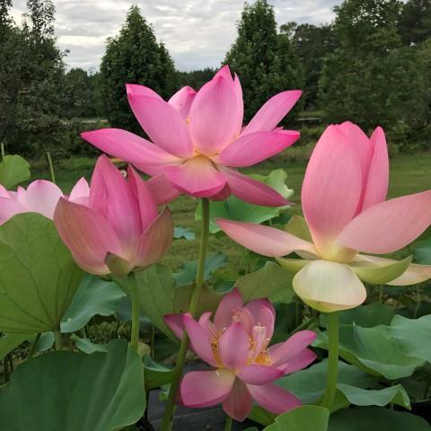 Lotus (کنول) Pink – 5 Seeds - Image 3