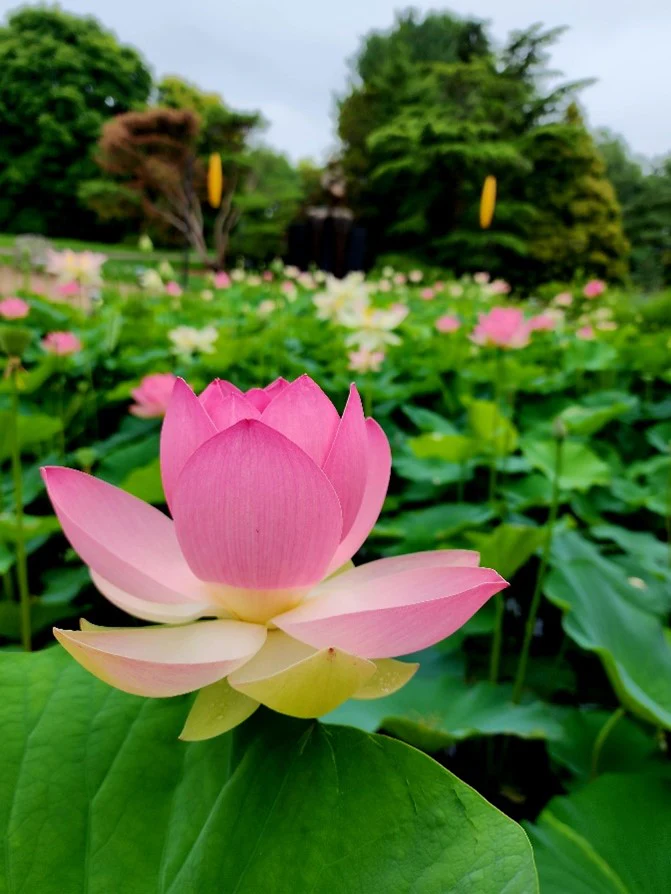 Lotus (کنول) Pink – 5 Seeds - Image 4
