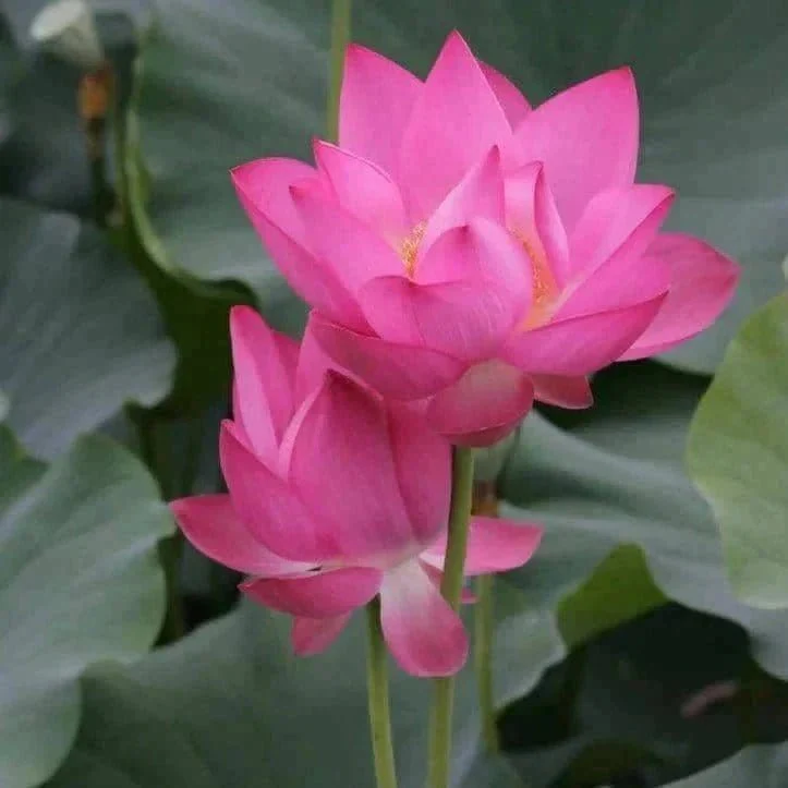 Lotus (کنول) Pink – 5 Seeds - Image 5