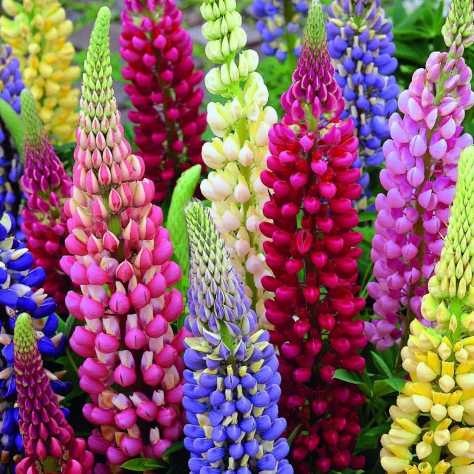 Lupine Mix – 10 Seeds