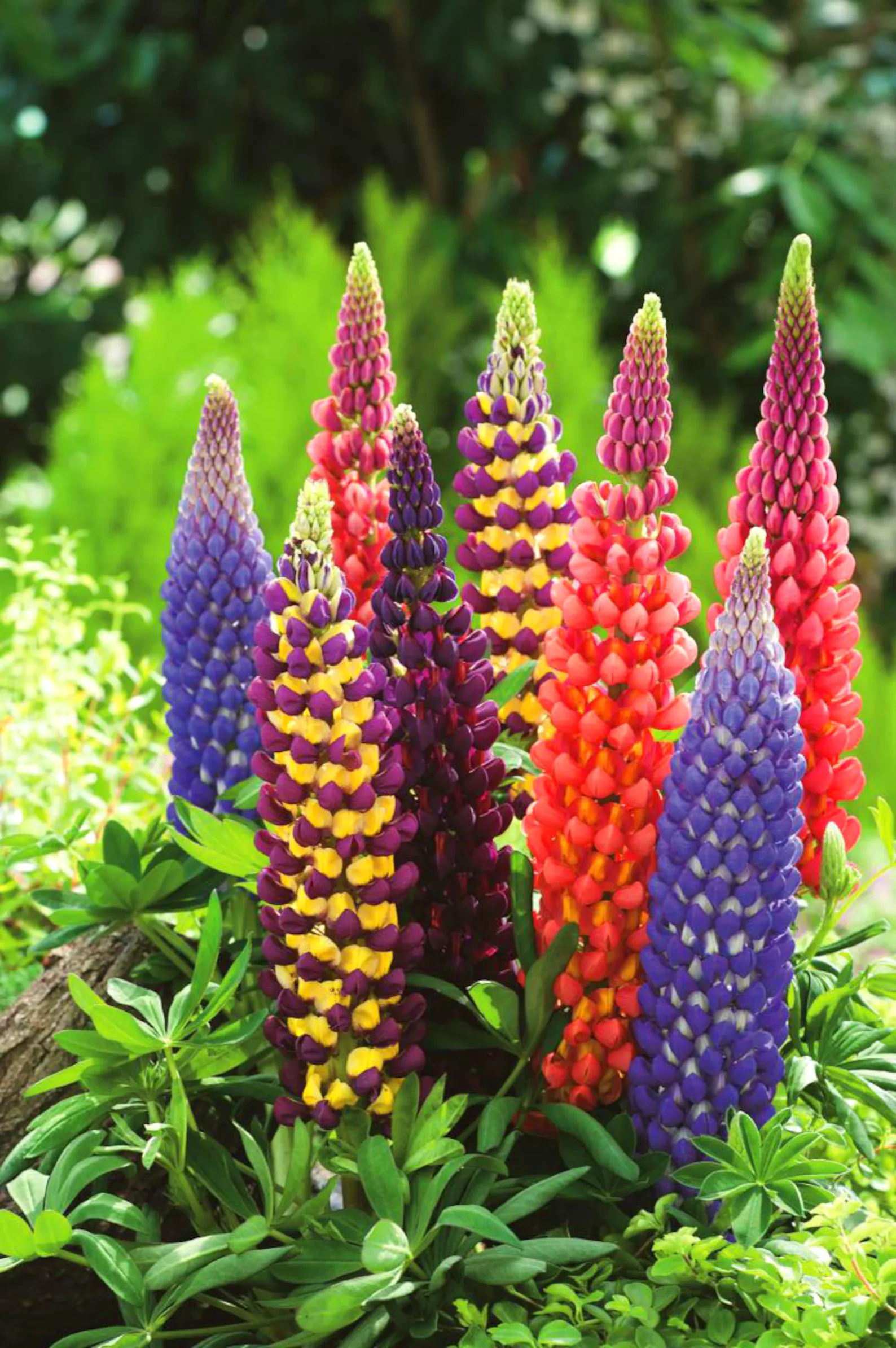 Lupine Mix – 10 Seeds - Image 2