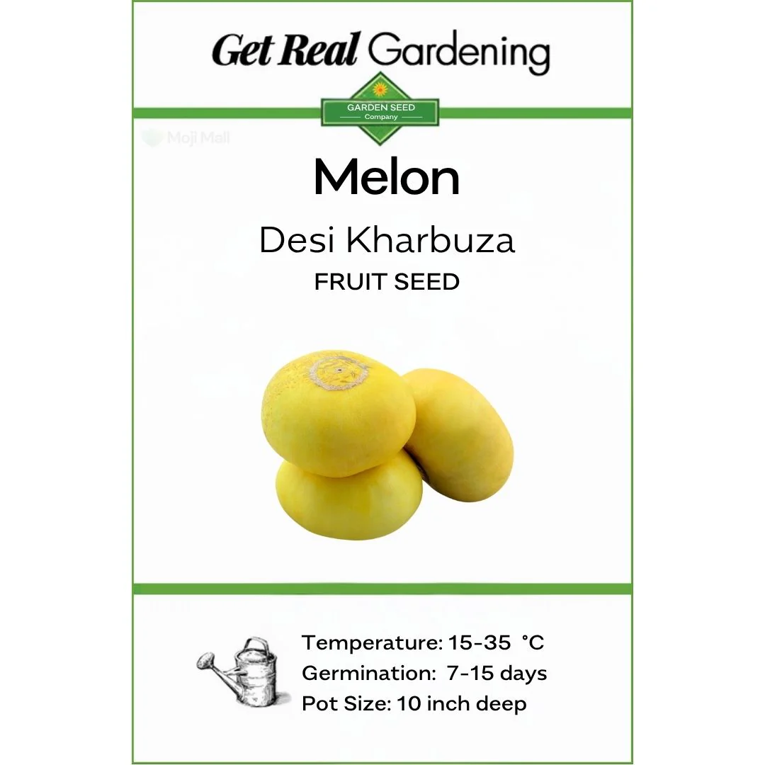 Melon (خربوزہ کے بیج) – 50+ Seeds - Image 3