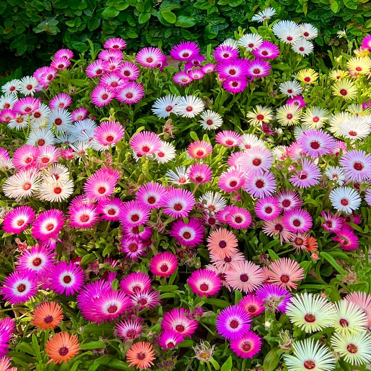 Mesembryanthemum (ice Plant) Mix – 100+ Seeds (WINTER) - Image 3