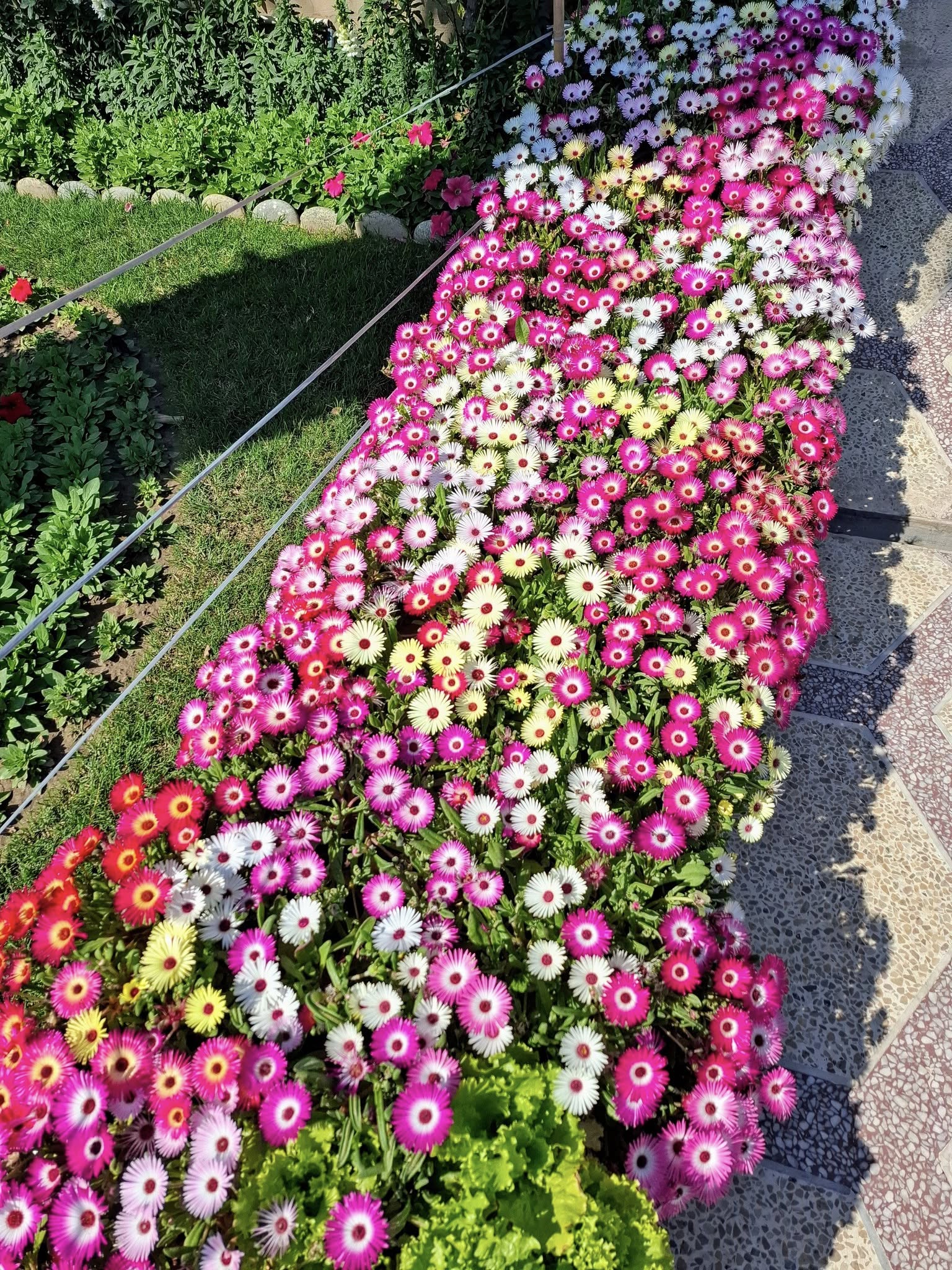 Mesembryanthemum (ice Plant) Mix – 100+ Seeds (WINTER) - Image 4