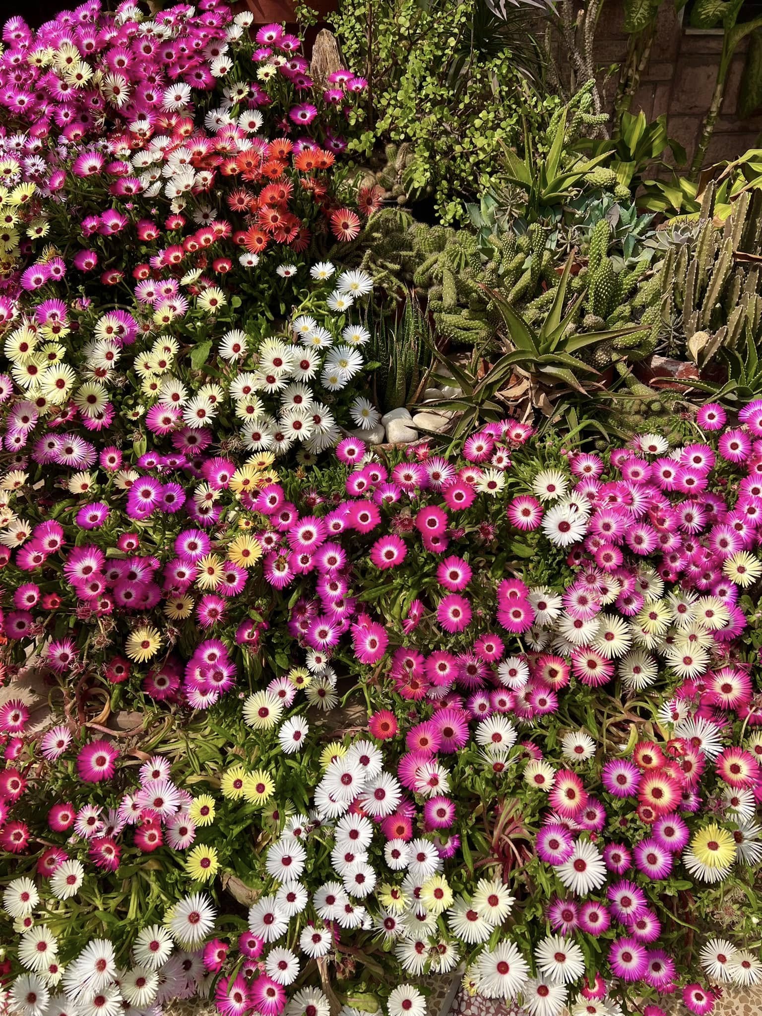 Mesembryanthemum (ice Plant) Mix – 100+ Seeds (WINTER) - Image 5