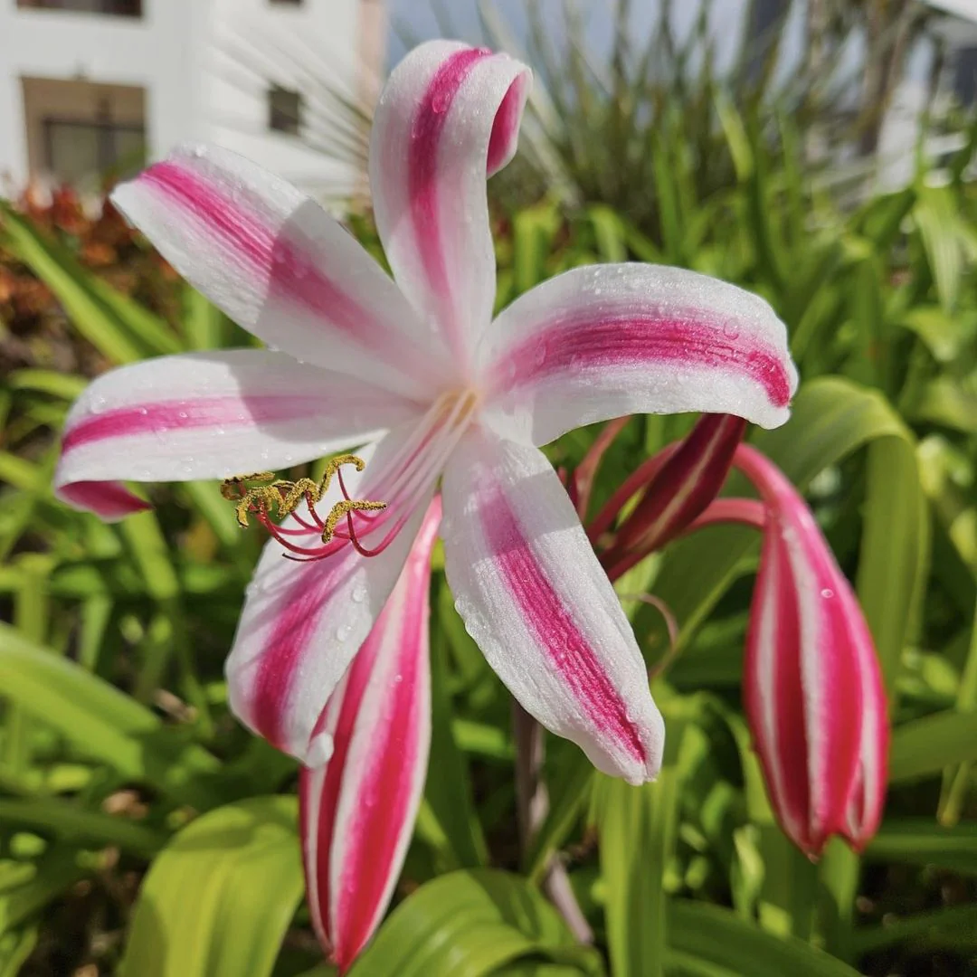 Crinum Lily (Milk and Vine) Flower Bulbs - Image 3