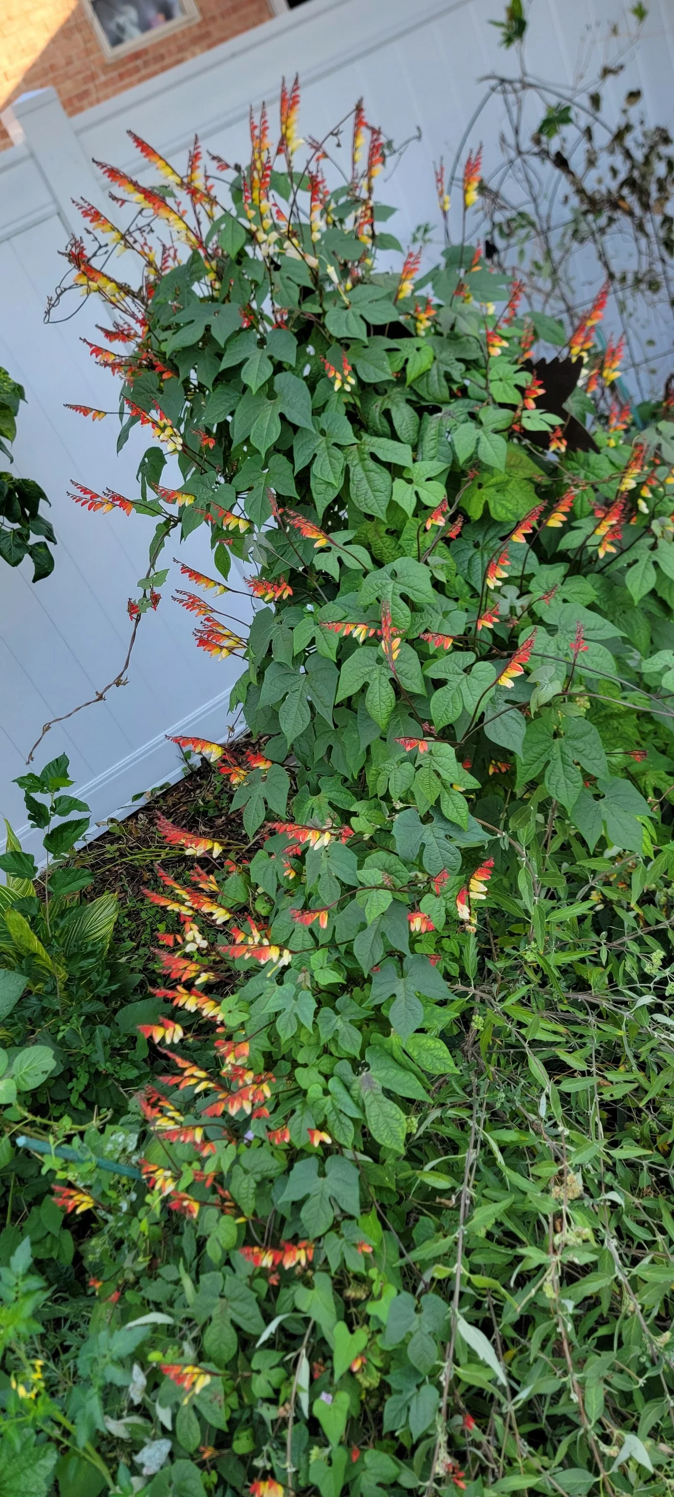 Mina Lobata Vine – Seeds - Image 3