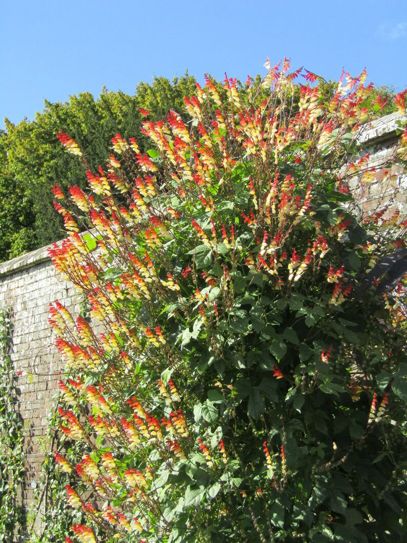 Mina Lobata Vine – Seeds - Image 4