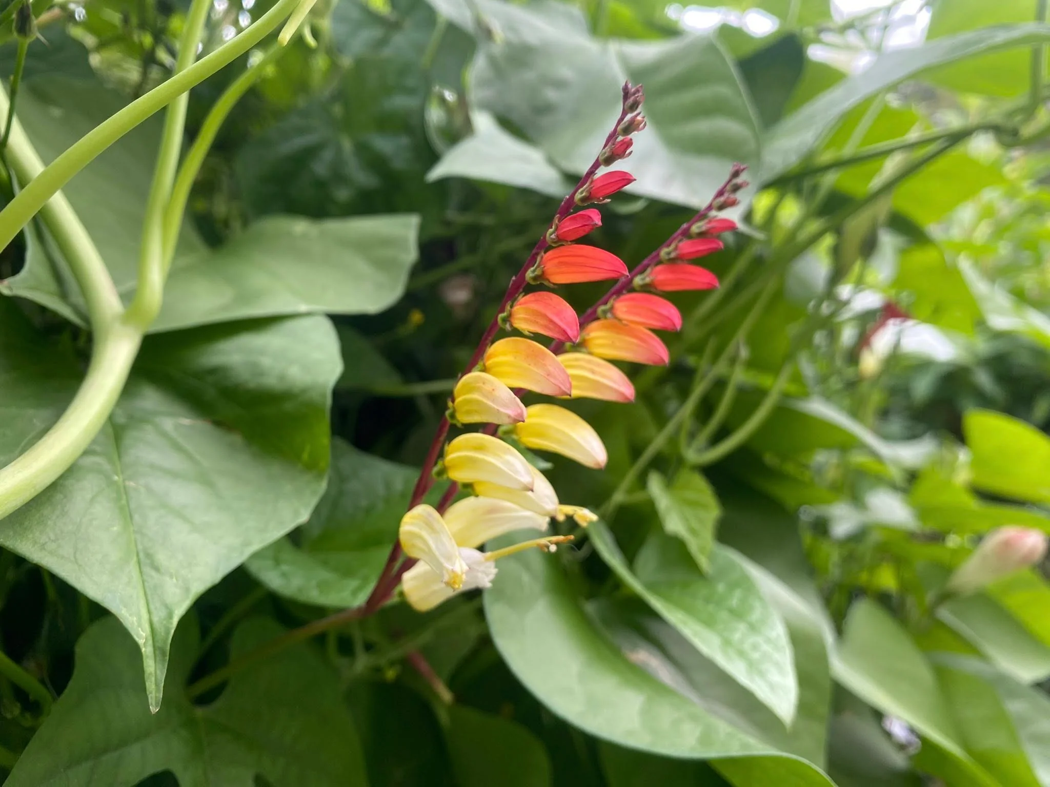 Mina Lobata Vine – Seeds - Image 5