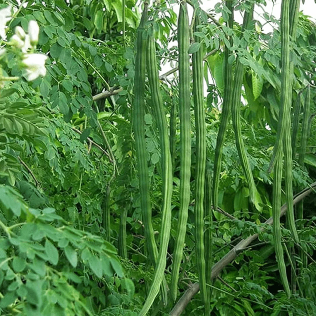 Moringa (سوہانجنا) – 20+ Tree Seeds - Image 3