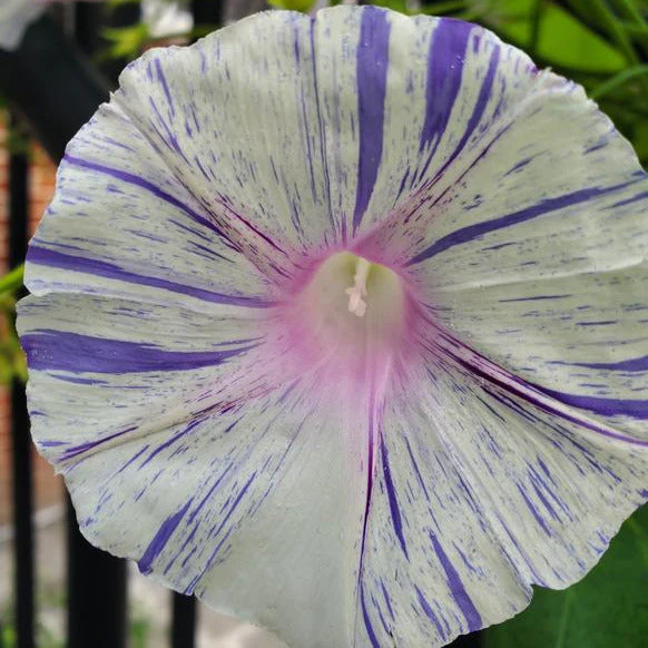 Morning Glory (Carnevale di Venezia) – Seeds - Image 3