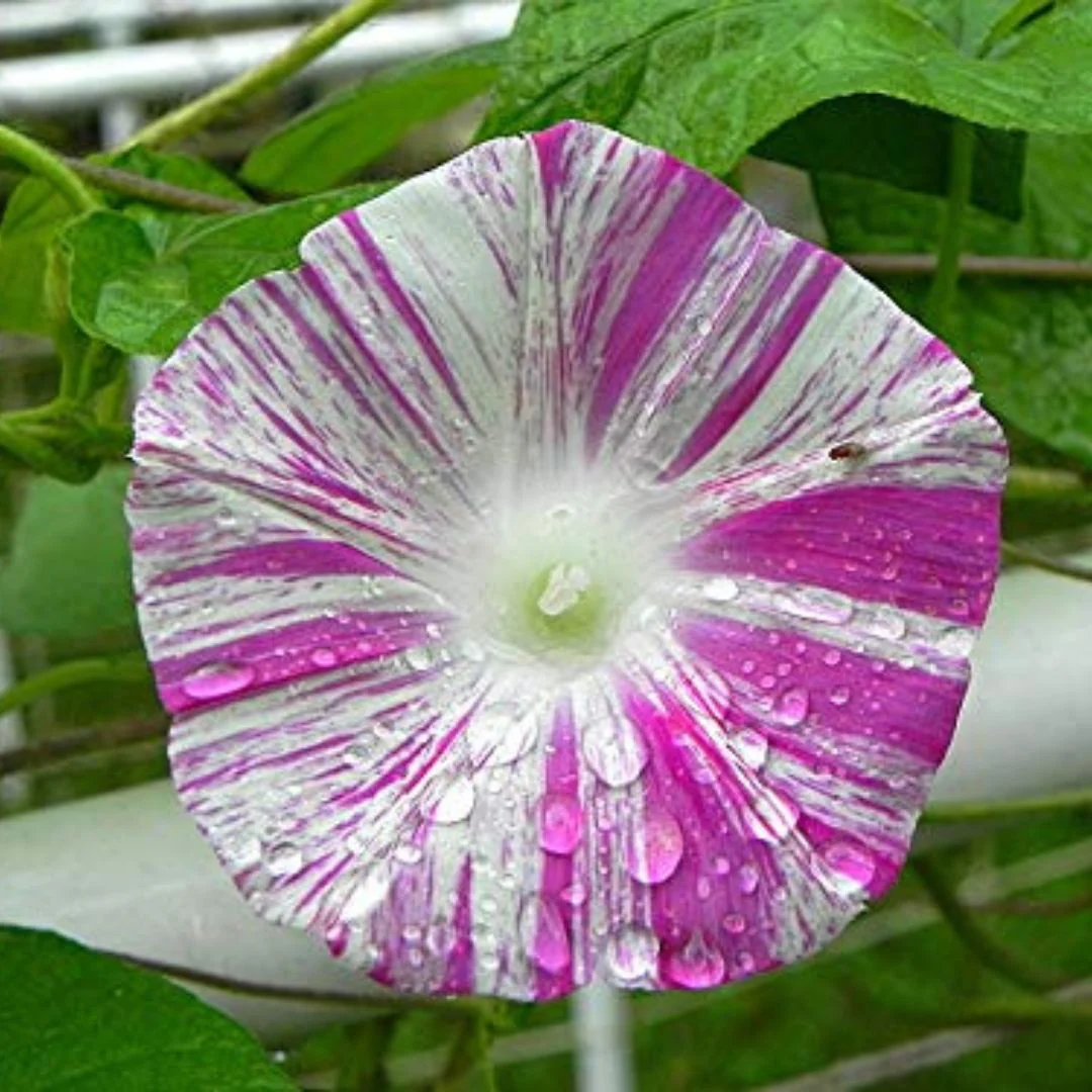 Morning Glory Climbing Bindweed Venice Pink Seeds (Imported - Limited Pack) - Image 3