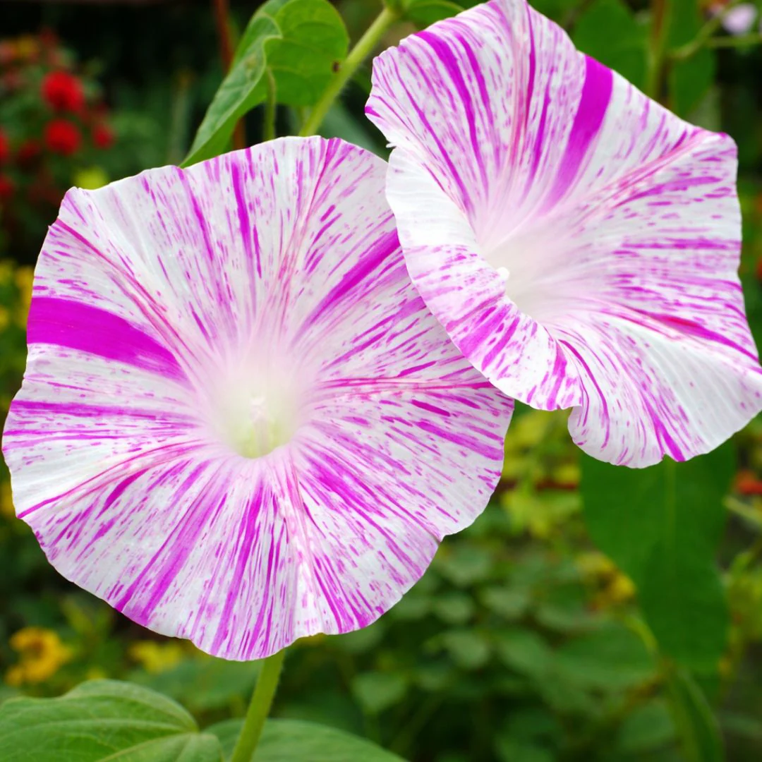 Morning Glory Climbing Bindweed Venice Pink Seeds (Imported - Limited Pack) - Image 4