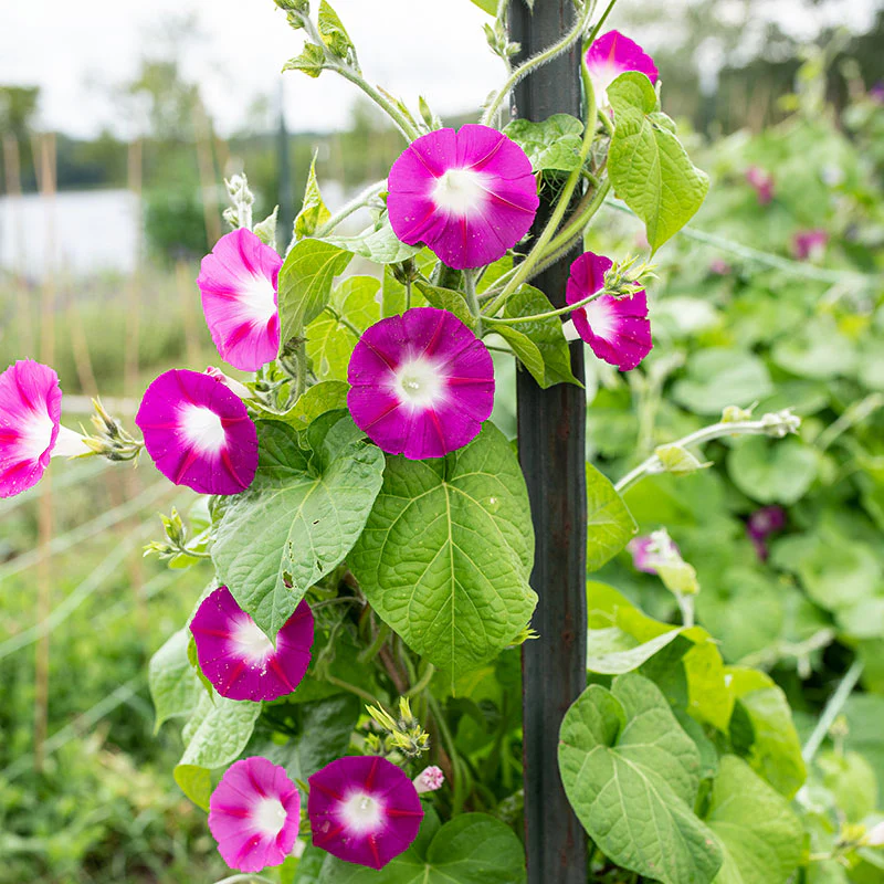 Morning Glory Pink – 10+ Seeds - Image 3