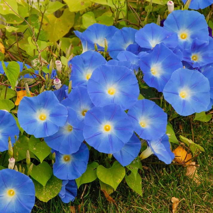 Morning Glory Heavenly Blue 10+ Seeds - Image 2
