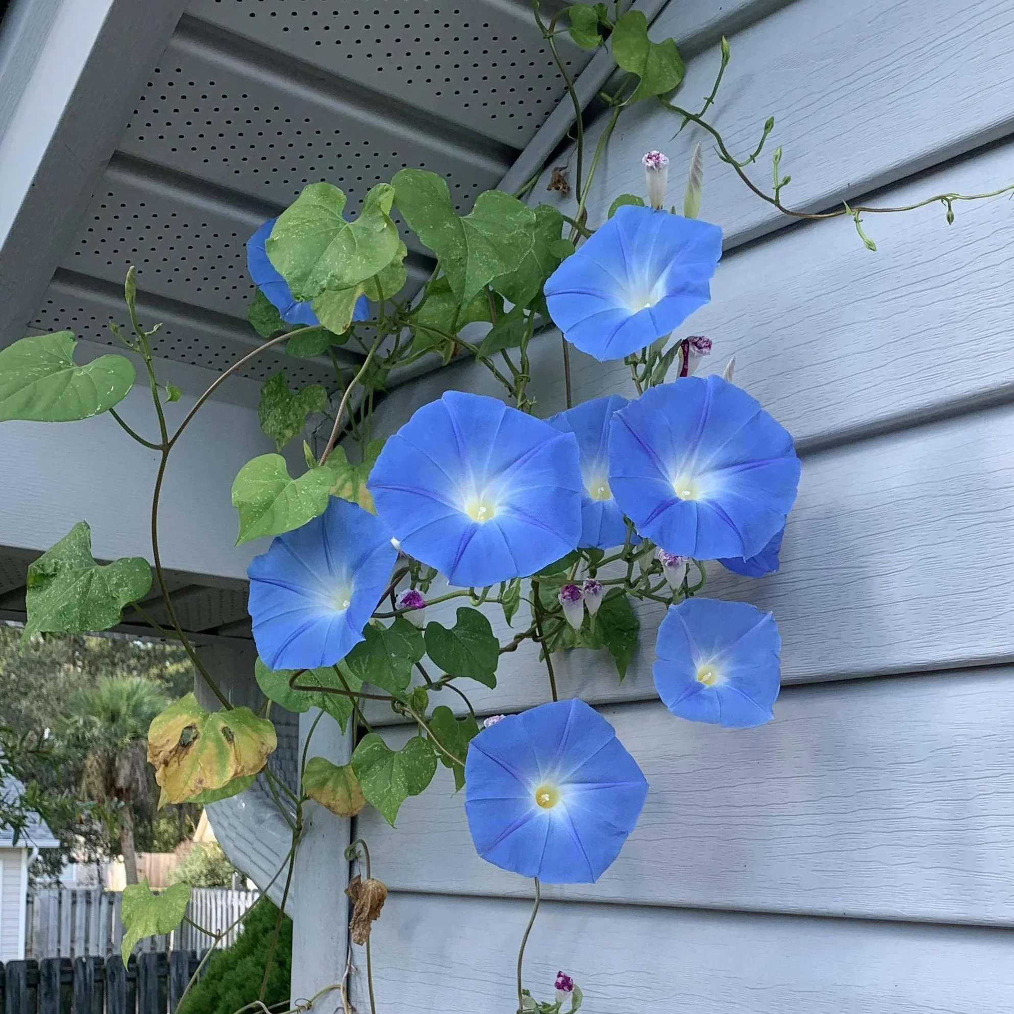 Morning Glory Heavenly Blue 10+ Seeds - Image 3