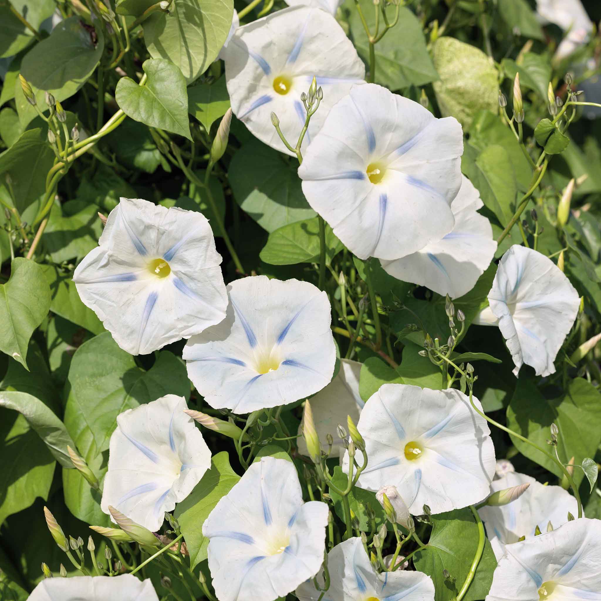 Morning Glory Ismay 5 Seeds - Image 2