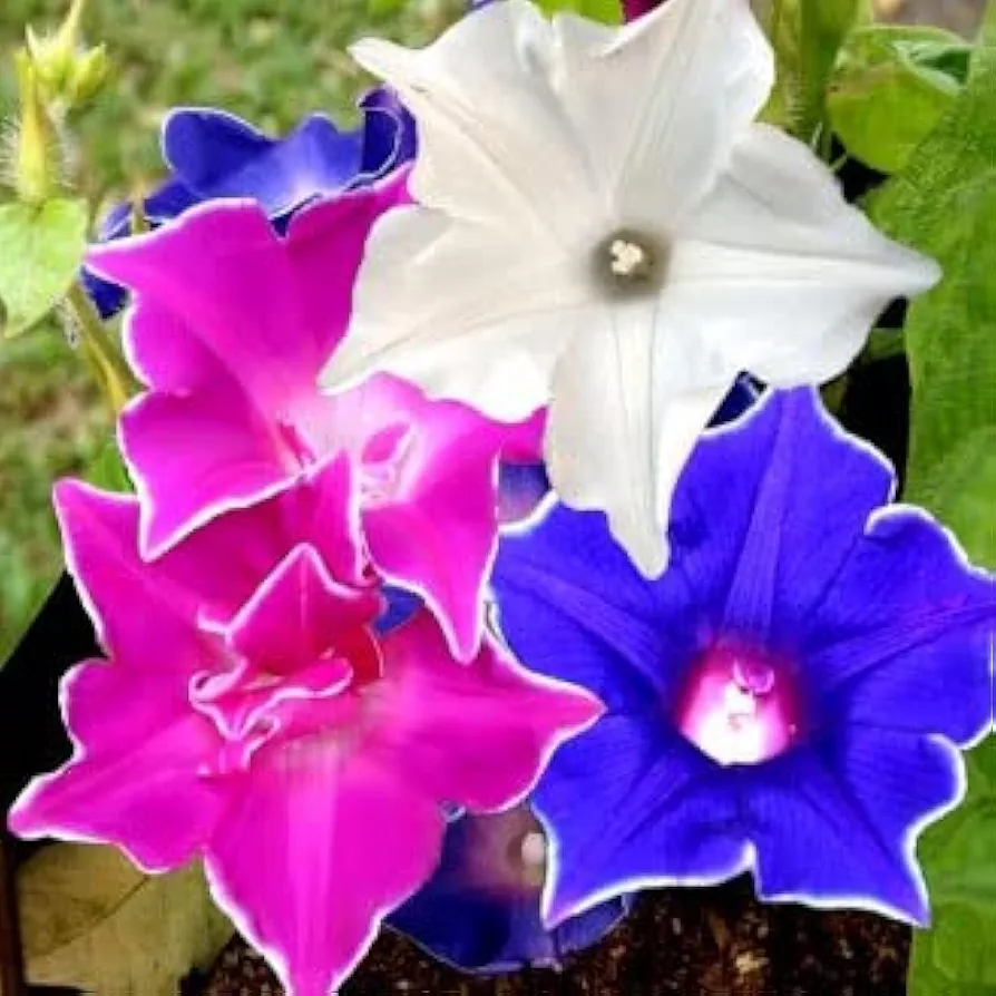 Morning glory (Kikyo Zaki Mixed) – 5 Seeds