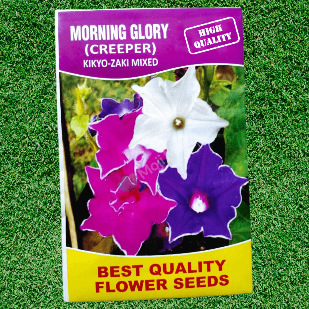 Morning glory (Kikyo Zaki Mixed) – 5 Seeds - Image 2