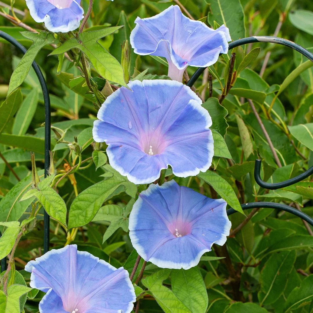 Morning Glory Morning Call blue with white edge 5 Seeds