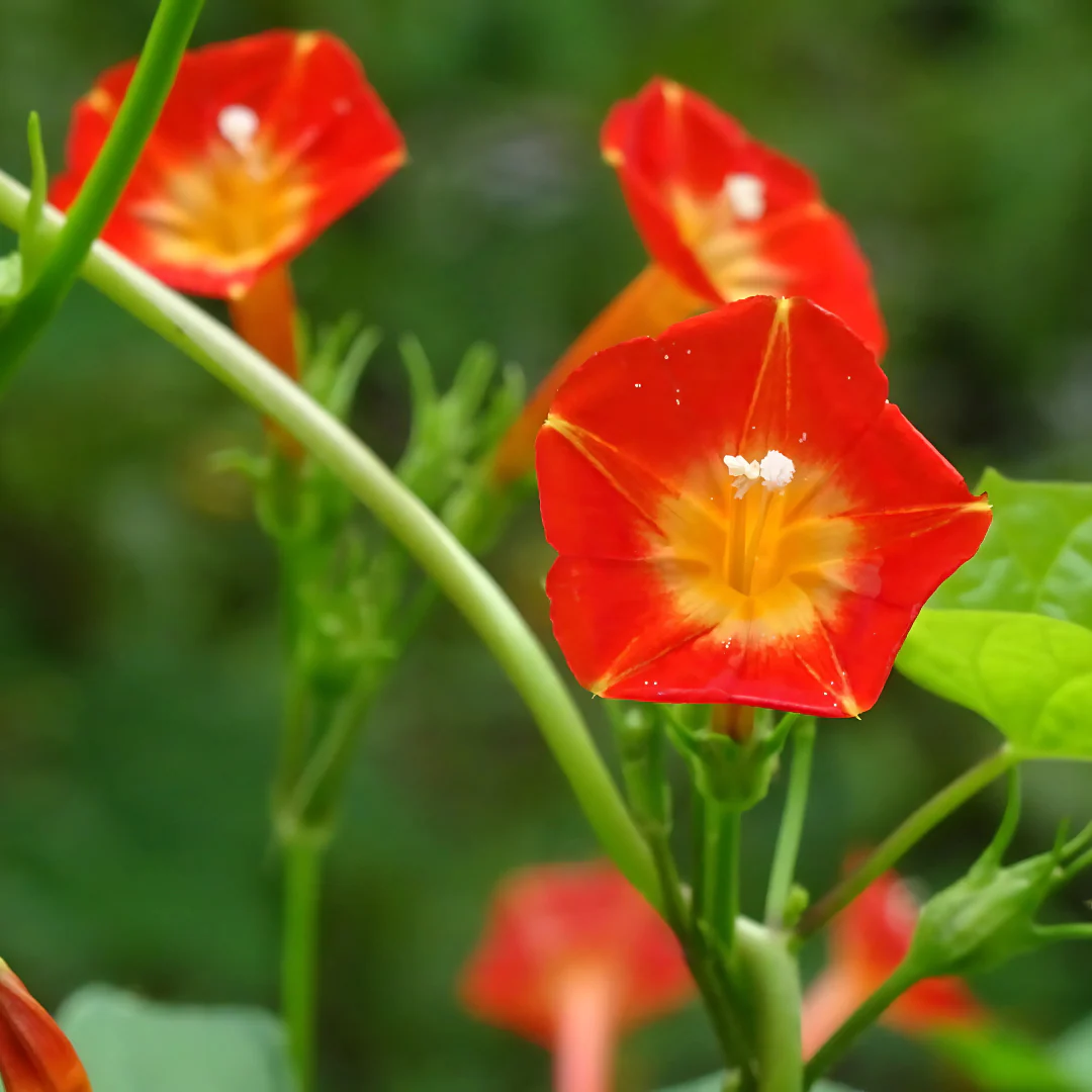 Morning Glory (Orange) – 10 Seeds - Image 2