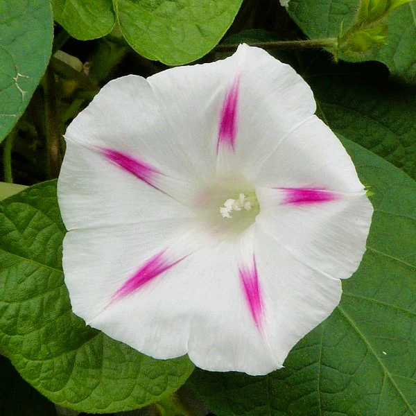 Morning Glory (Pink Pastel Star) – 10 Seeds