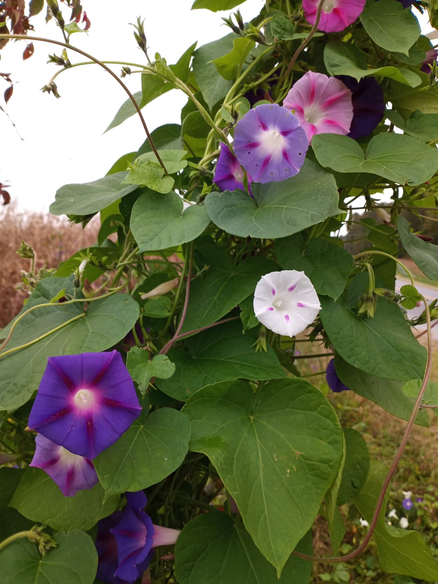 Morning Glory (Pink Pastel Star) – 10 Seeds - Image 2
