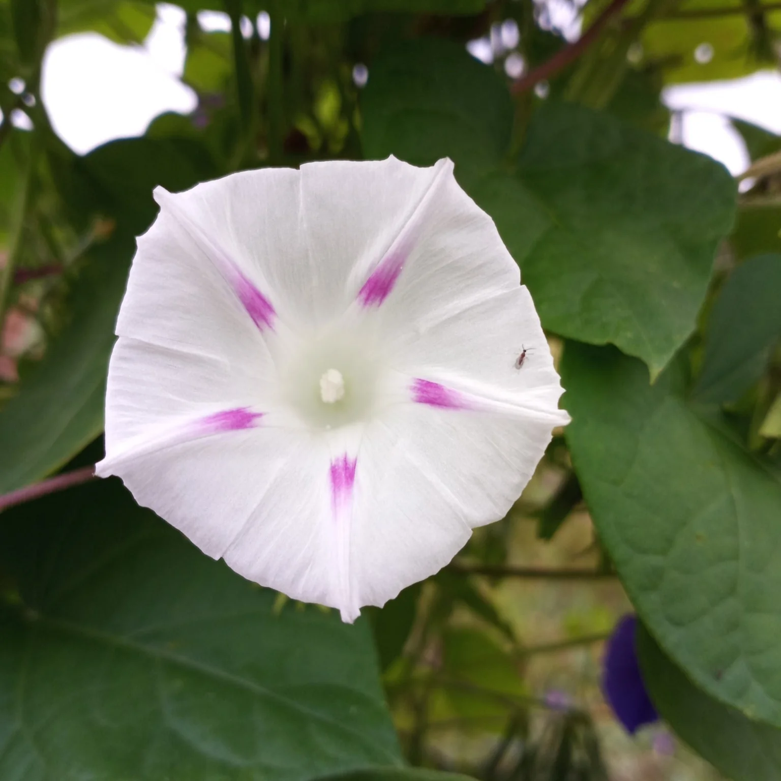Morning Glory (Pink Pastel Star) – 10 Seeds - Image 3