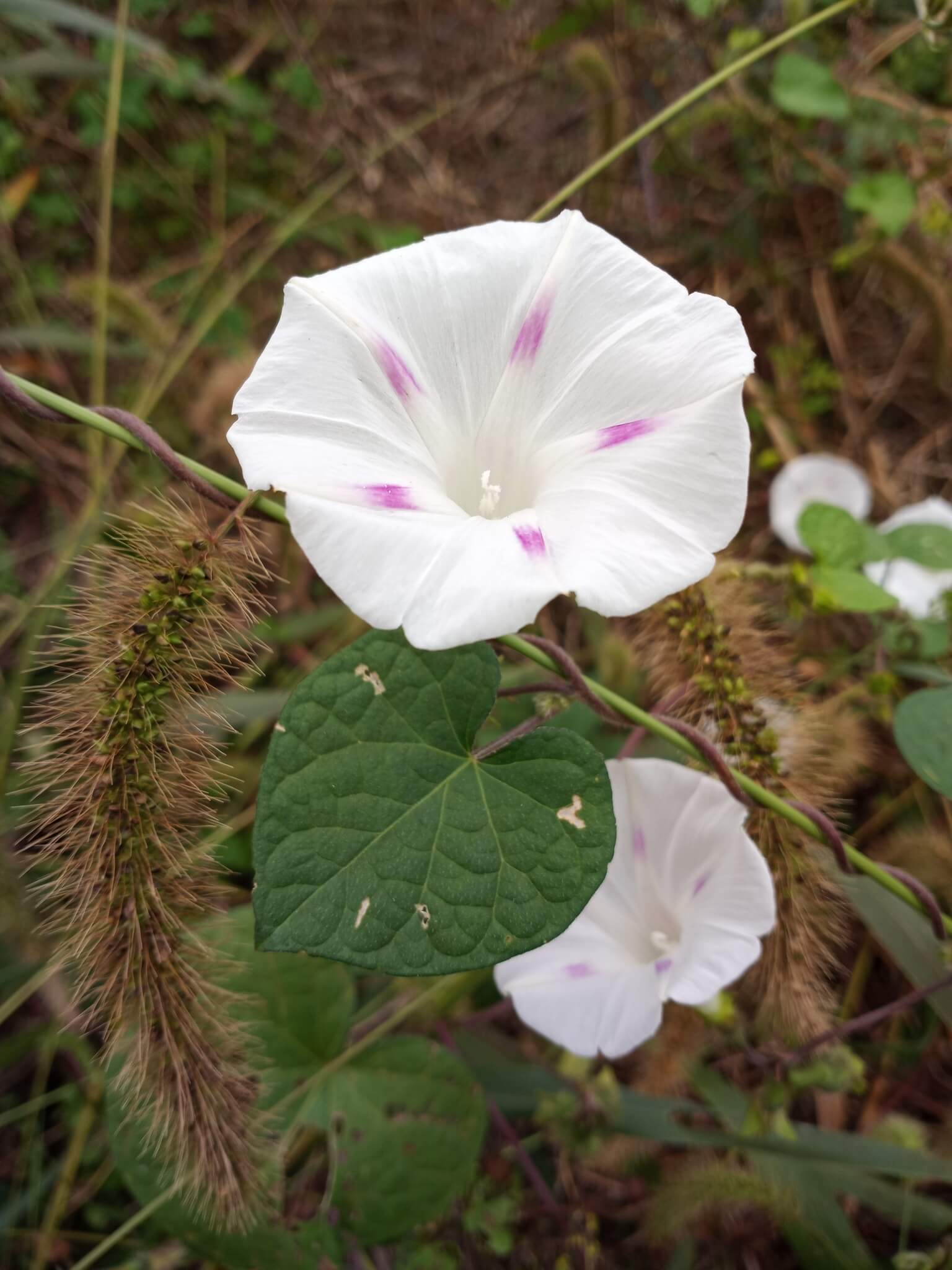 Morning Glory (Pink Pastel Star) – 10 Seeds - Image 4