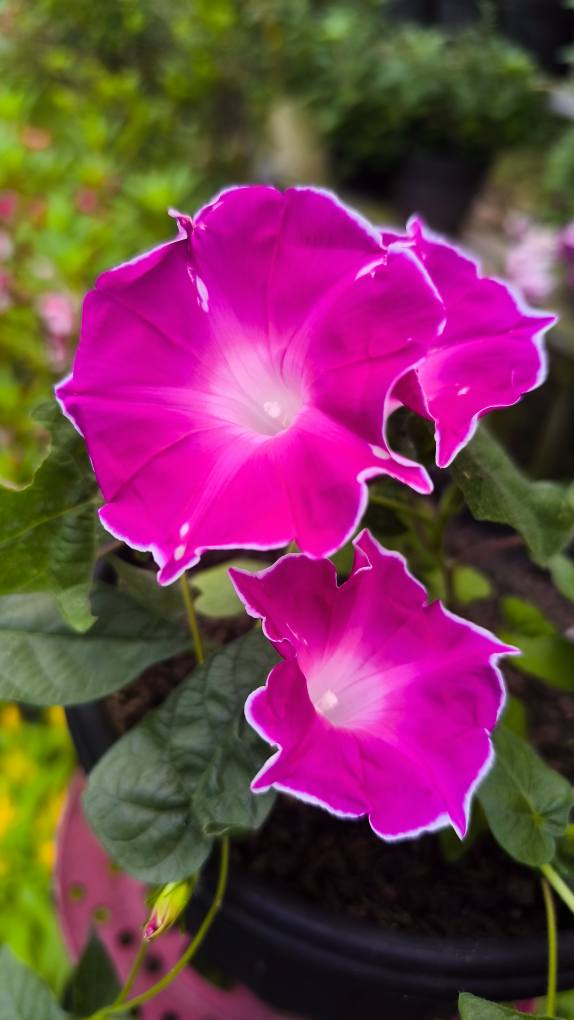 Morning Glory Red Picotee 5 Seeds - Image 4