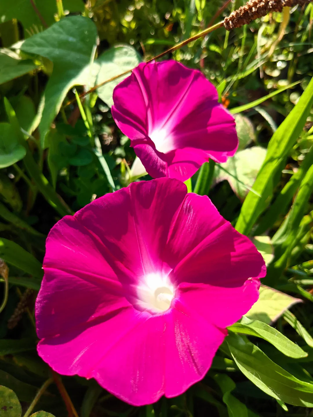 Morning Glory Ipomea Scarlet O’Hara 10 Seeds - Image 2