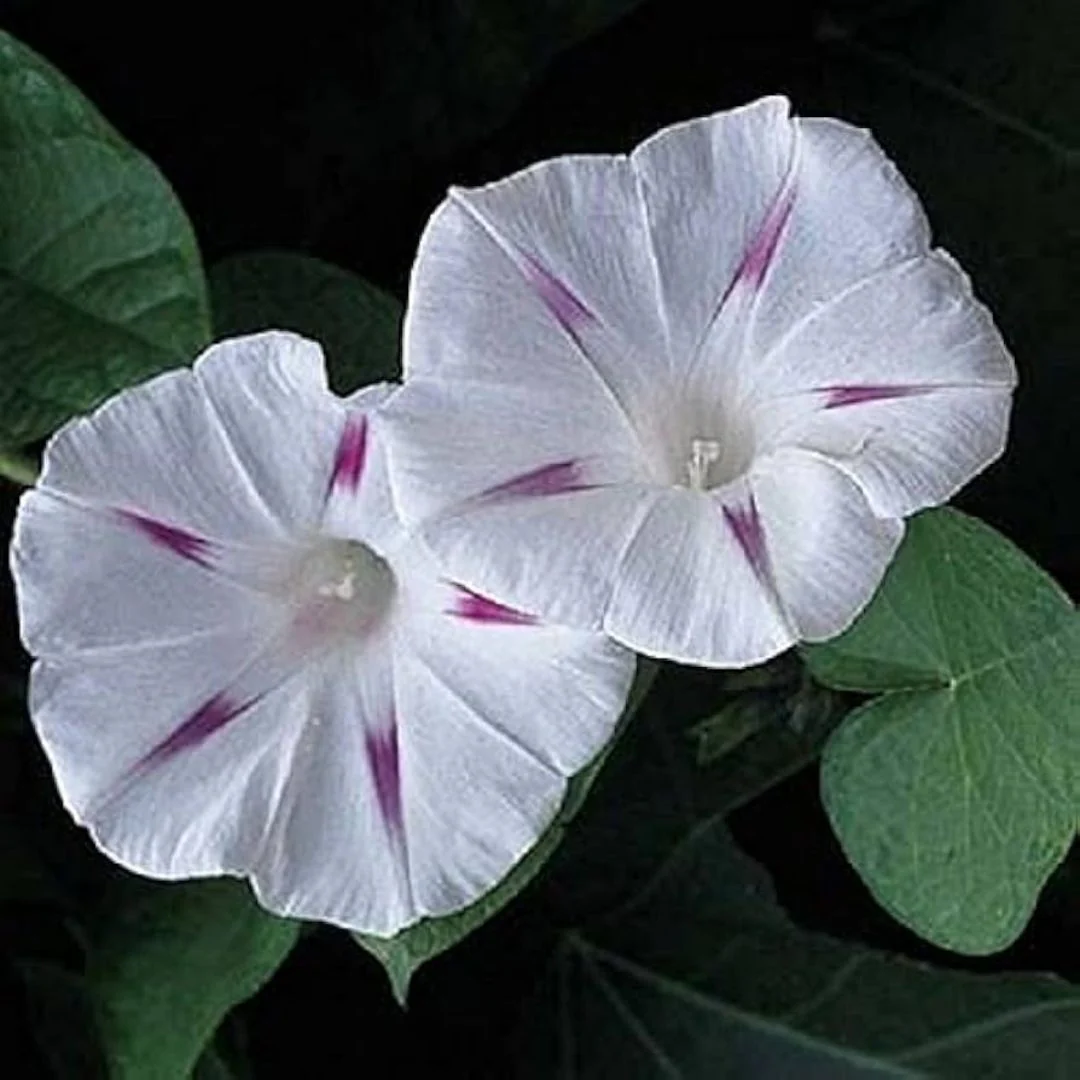 Morning Glory Shiva 10 Seeds - Image 2