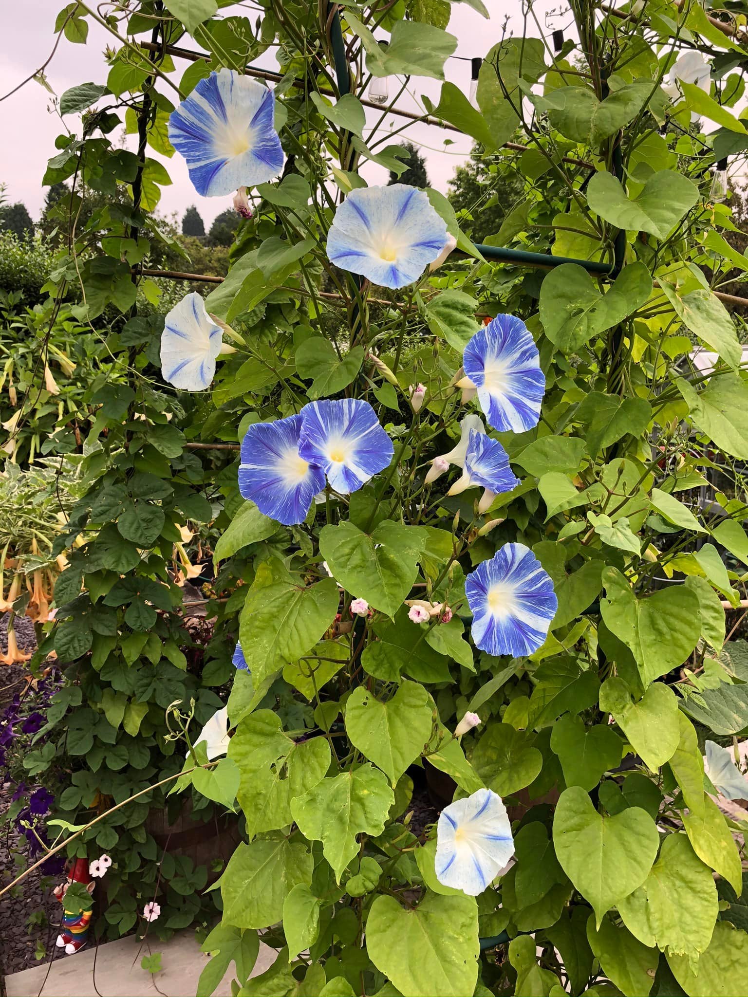 Morning Glory Tricolor Flying Saucers 15 Seeds - Image 2
