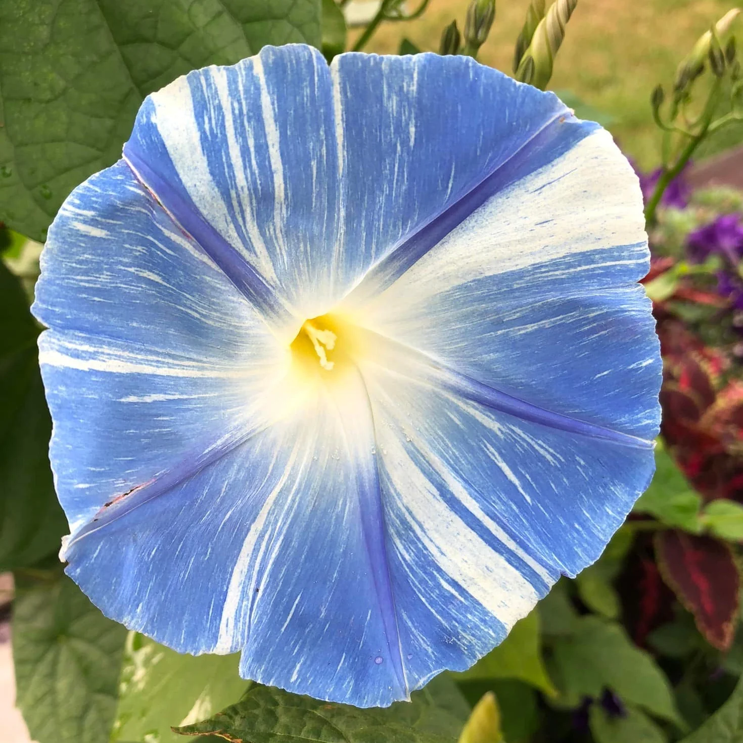 Morning Glory Tricolor Flying Saucers 15 Seeds - Image 3