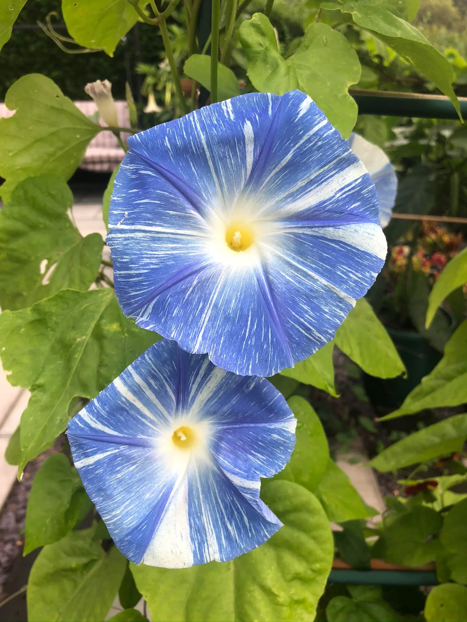 Morning Glory Tricolor Flying Saucers 15 Seeds - Image 4
