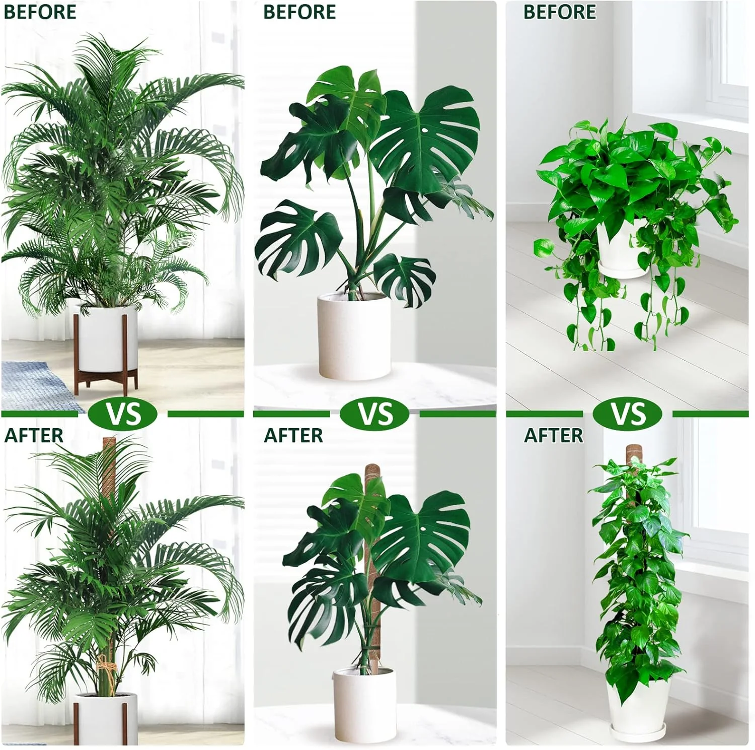 Moss stick – Coco Pole Plant support - Image 3