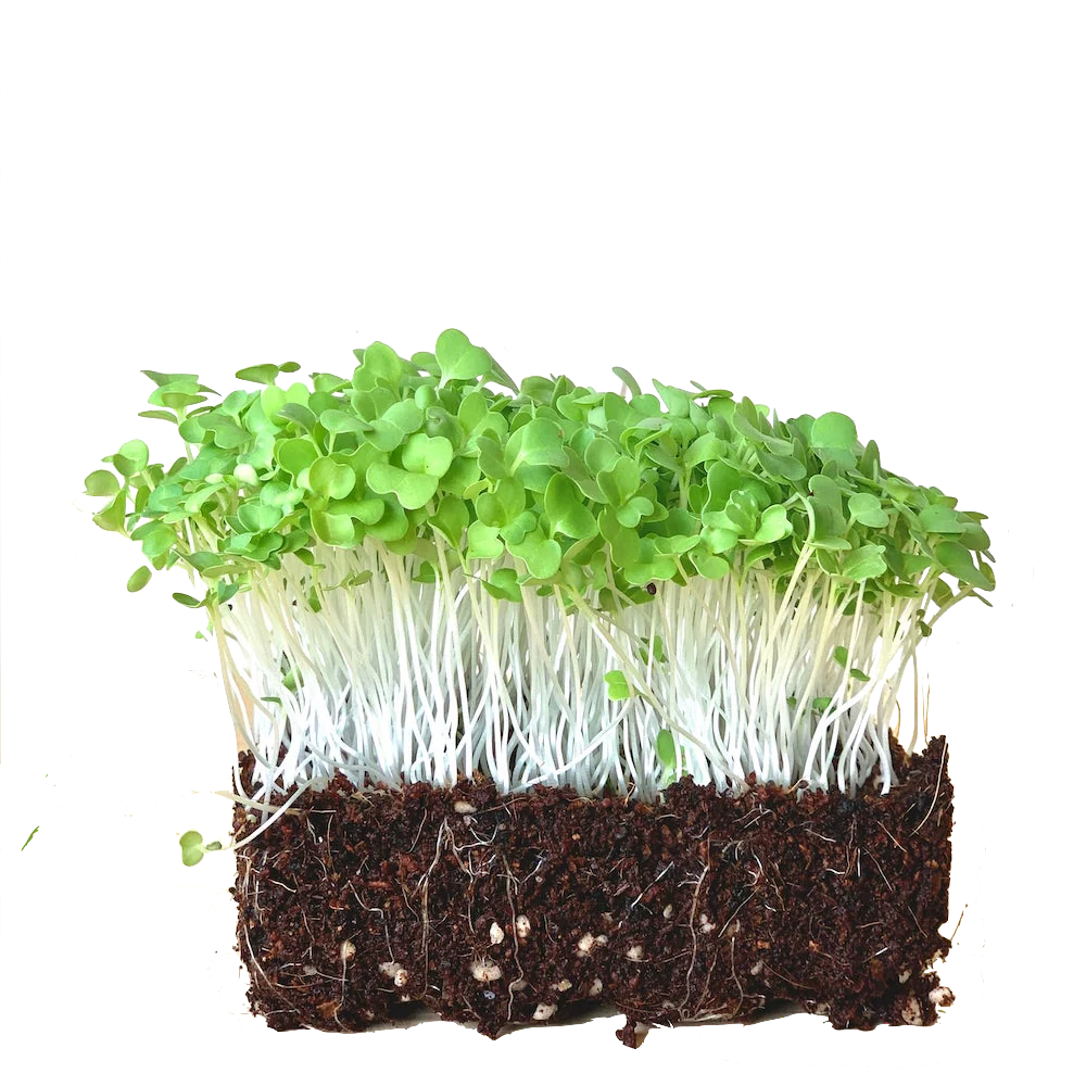 Mustard: Microgreens Seeds - Image 3