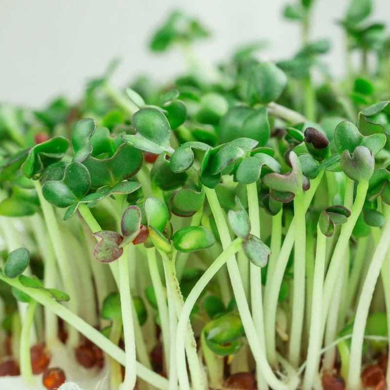 Mustard: Microgreens Seeds - Image 4