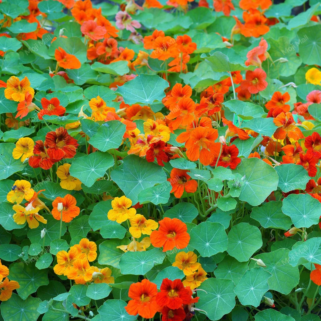 Nasturtium Mix – 6 Seeds (WINTER)