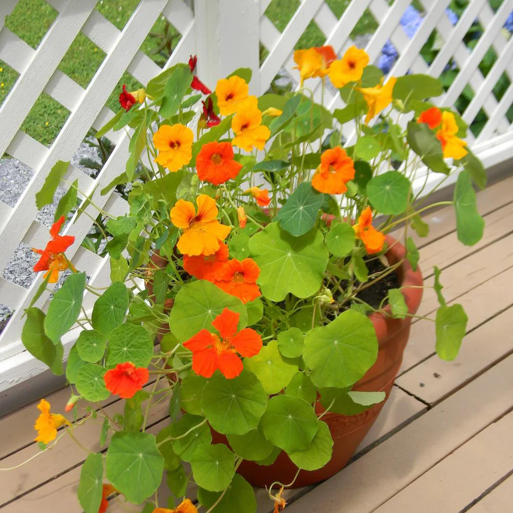 Nasturtium Mix – 6 Seeds (WINTER) - Image 3
